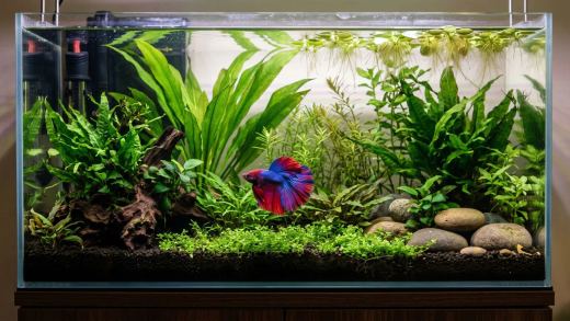 15 Gallon Betta Fish Tank: Complete Setup, Stocking & Maintenance Guide