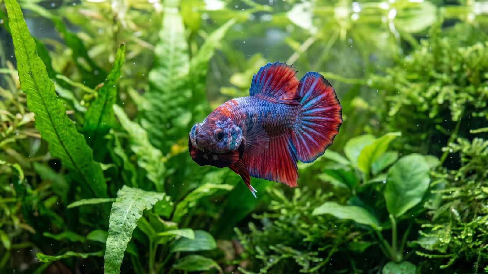 Are Female Betta Fish Aggressive? Signs, Causes, and What Every Owner Should Know