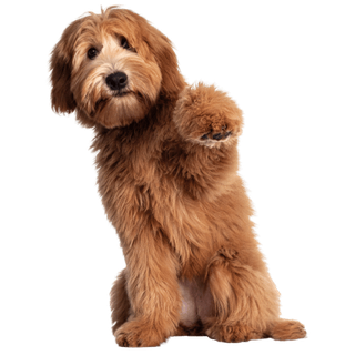 Dogs category
