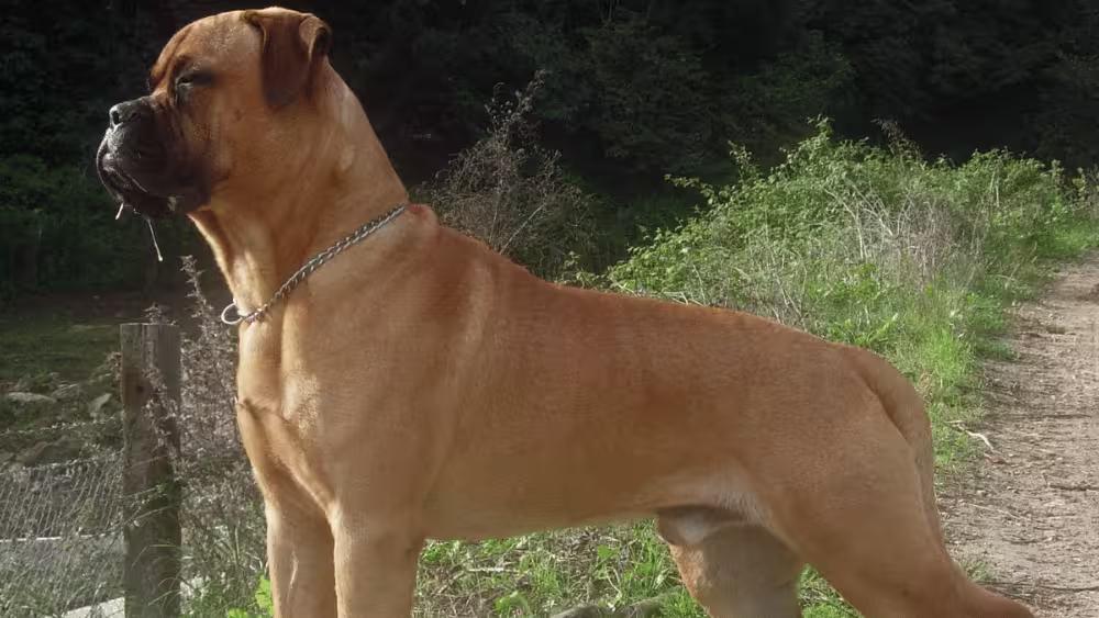 Bullmastiff