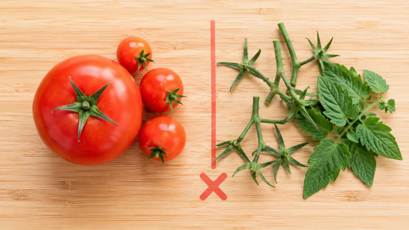 Can Guinea Pigs Eat Tomatoes? A Complete Safety Guide