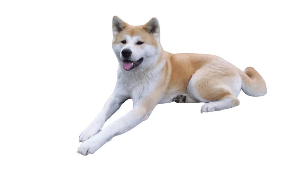 Akita dog with thick red and white coat and upright ears showing its powerful fox-like Spitz appearance