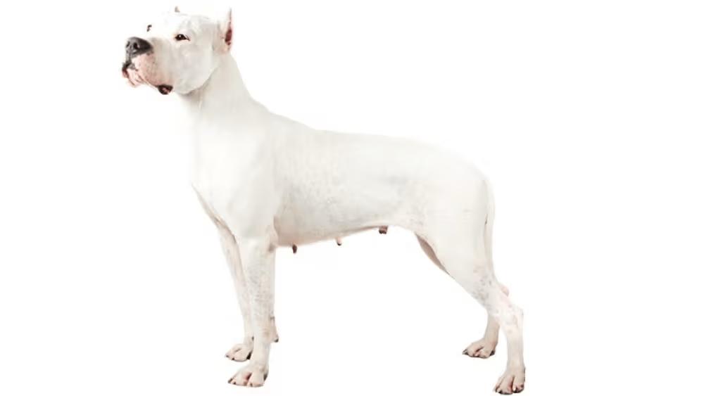 Dogo Argentino