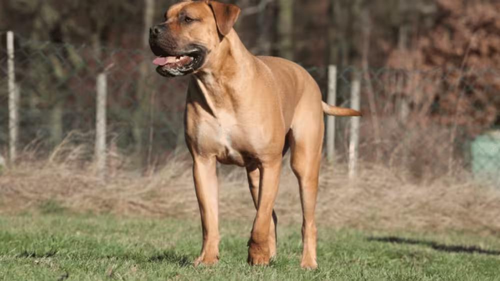 Boerboel