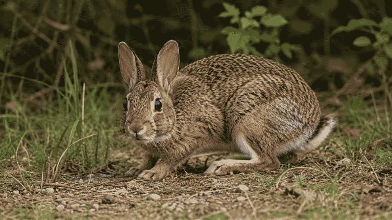 Frightened wild rabbit