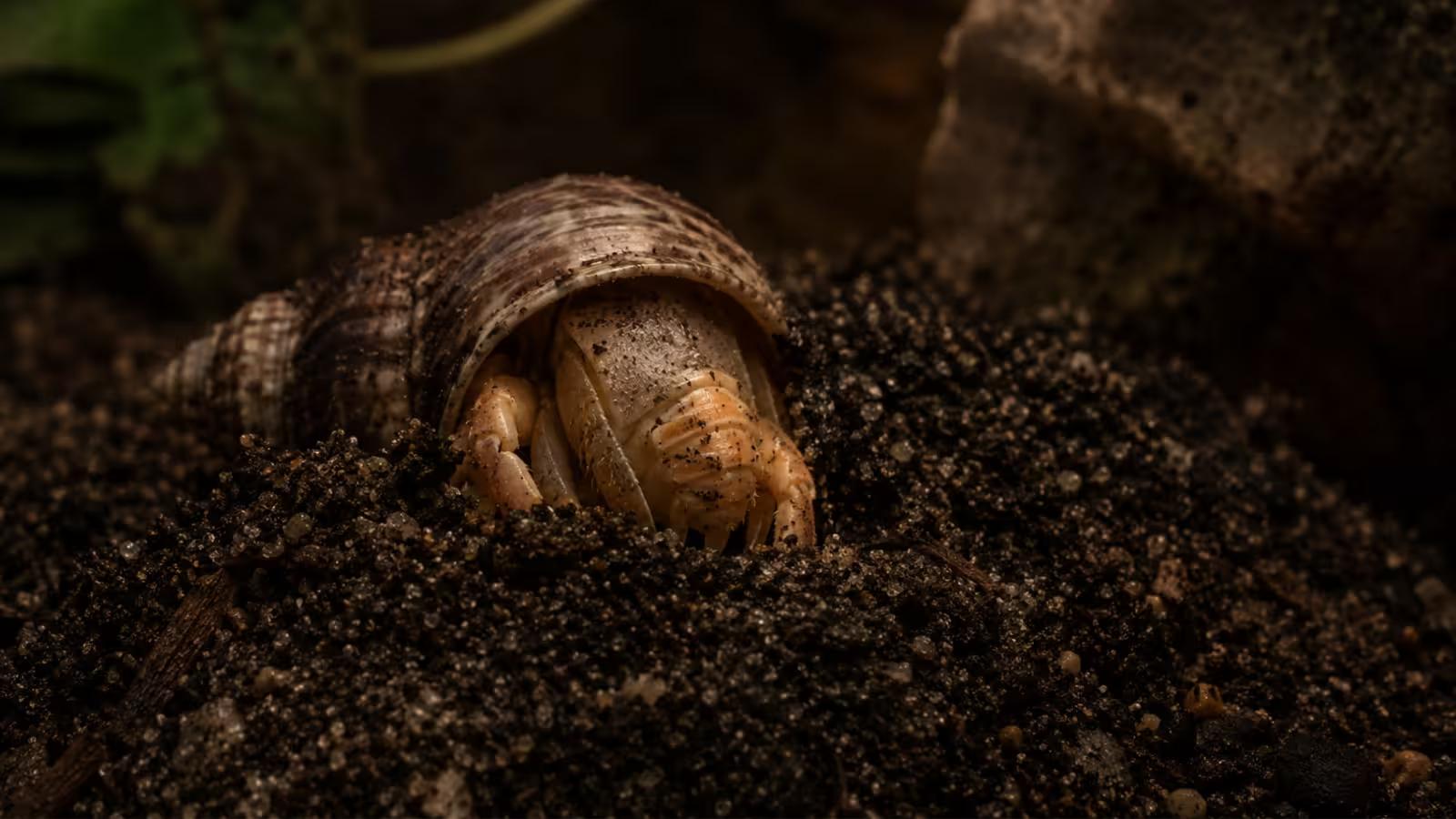 Hermit crab molting and dying signs