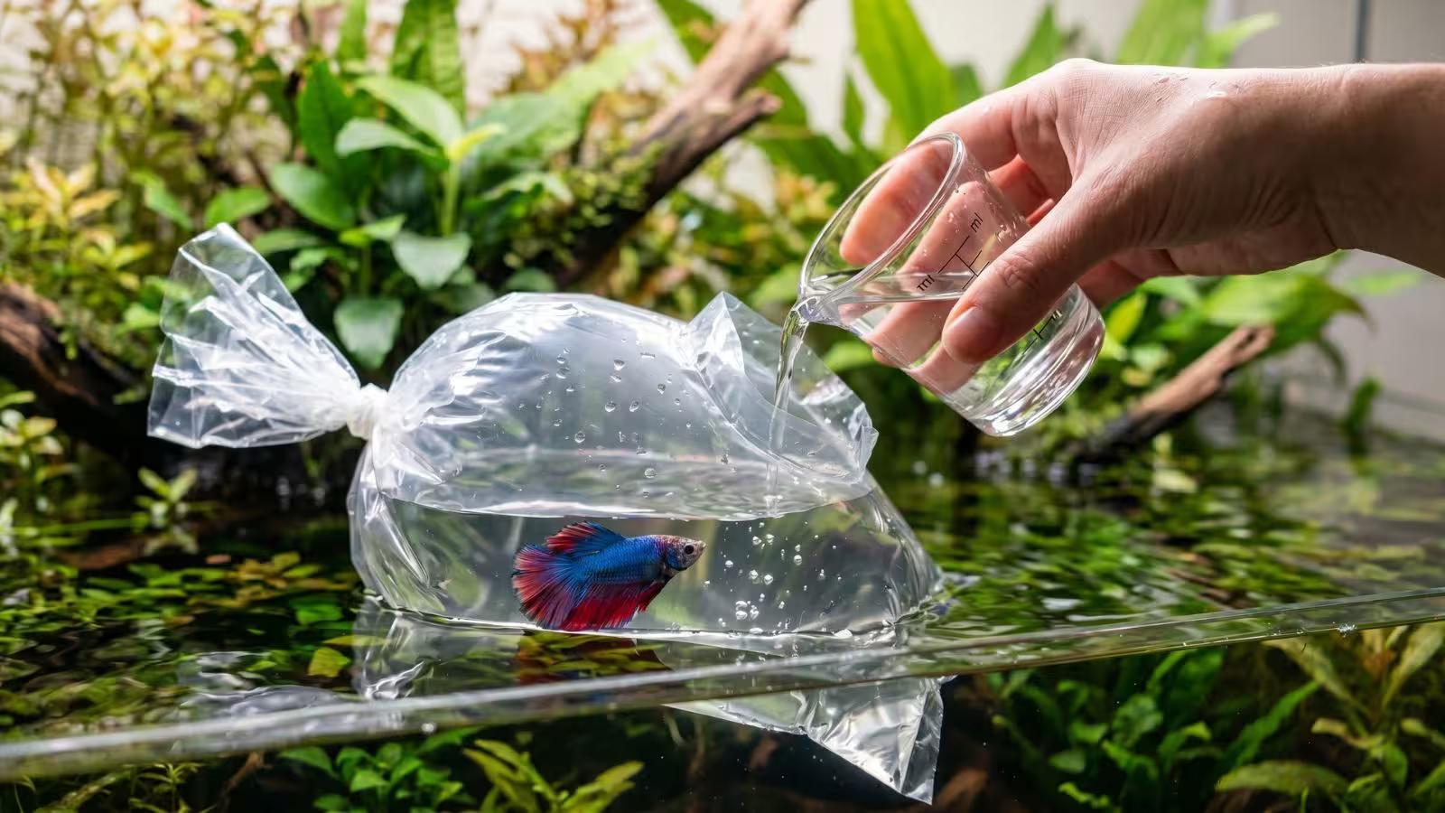 How to Acclimate a Betta Fish Safely (Step-by-Step Guide)