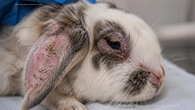 Bunny Syphilis: Vent Disease in Rabbits Explained