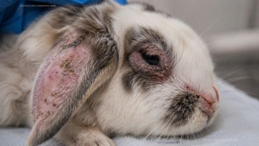 Bunny Syphilis: Vent Disease in Rabbits Explained