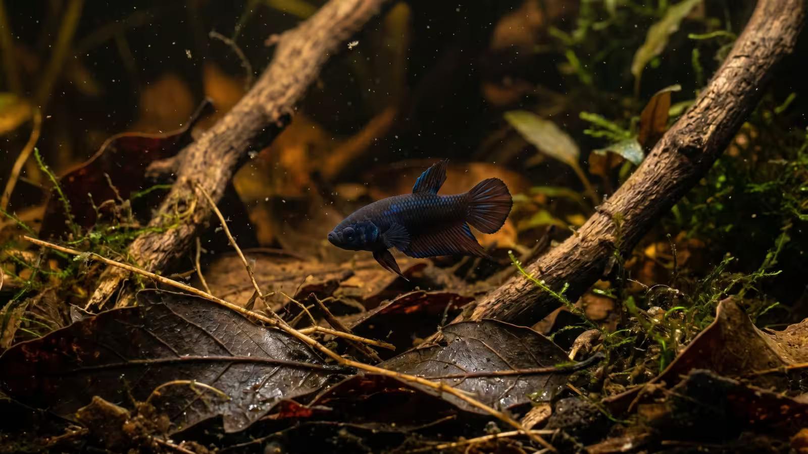 Smallest Betta Fish: The Tiny Species, Sizes, Care Needs & Tank Requirements