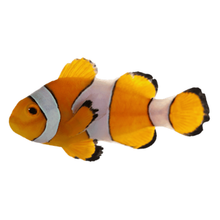 Fish category