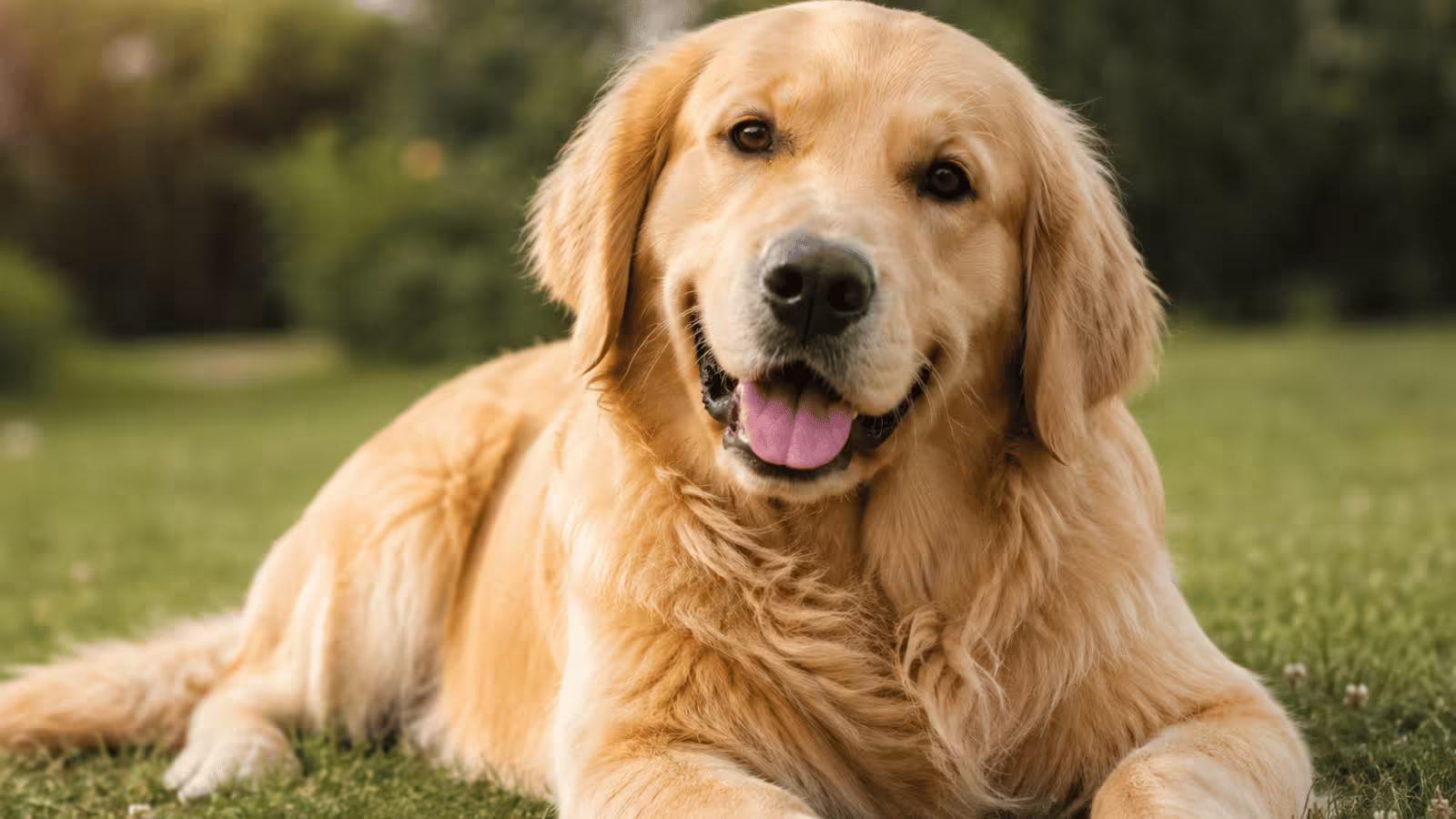 Do Male Dogs Have Nipples? How Many Dogs Have (Male & Female)