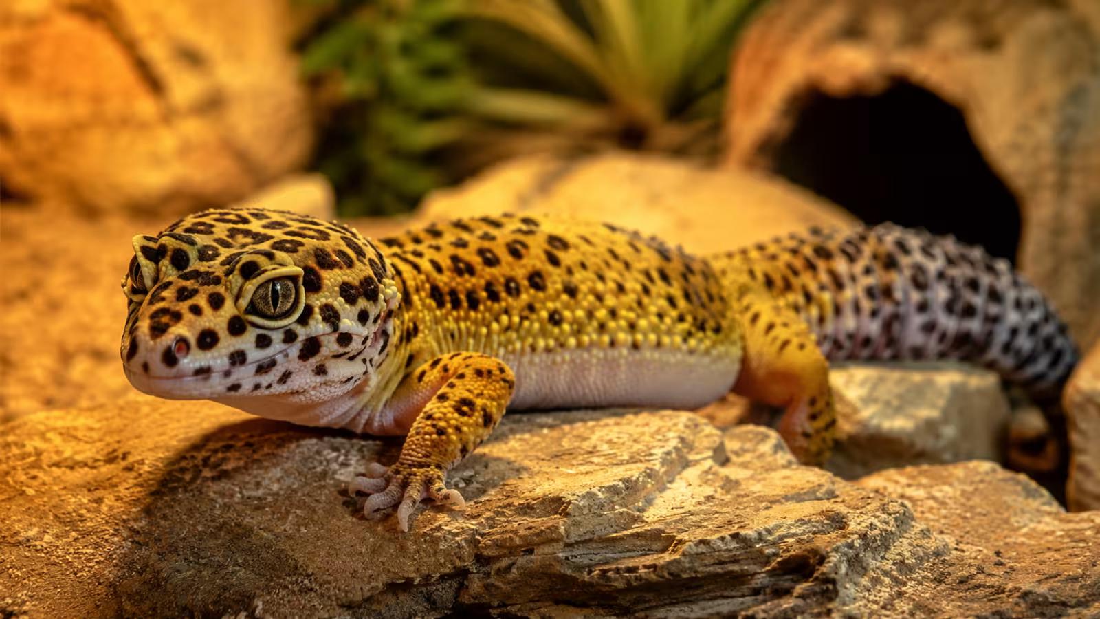 Leopard gecko showing a healthy thick tail used for storing fat reserves and energy