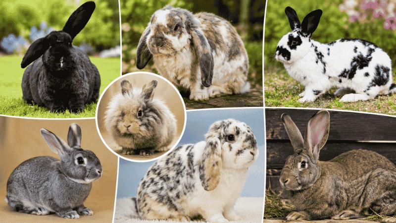 Rarest Rabbit Breed: Endangered Bunnies You Have Never Seen