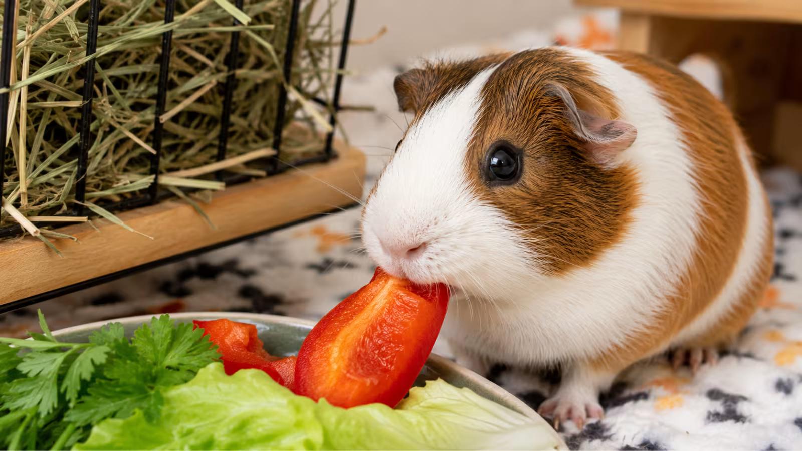 Guinea pig eating hay