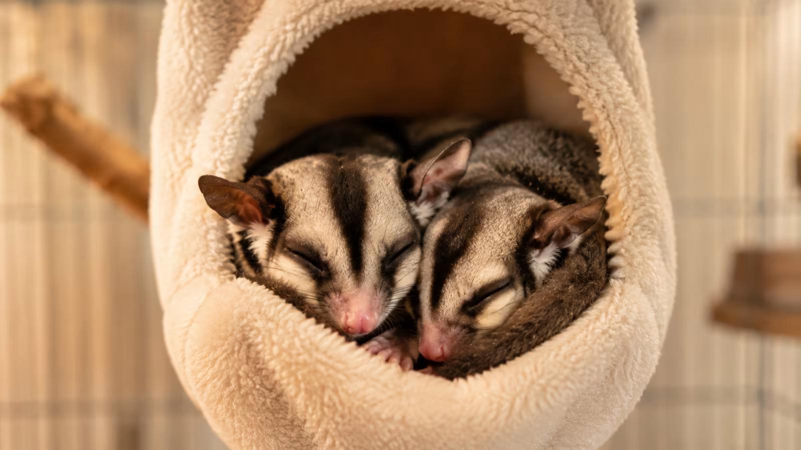 Stress-related illness and self-mutilation in sugar gliders