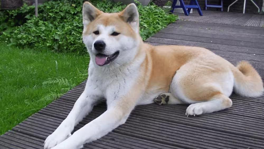 Akita
