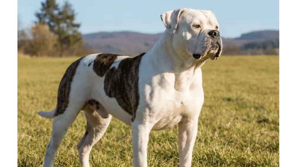 American Bulldog