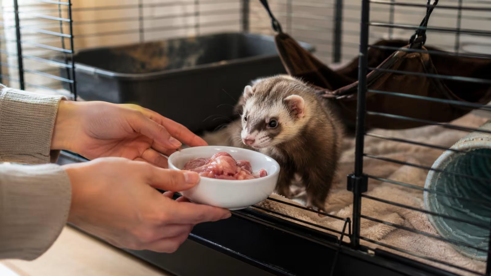 Ferret feeding schedule and portion size setup