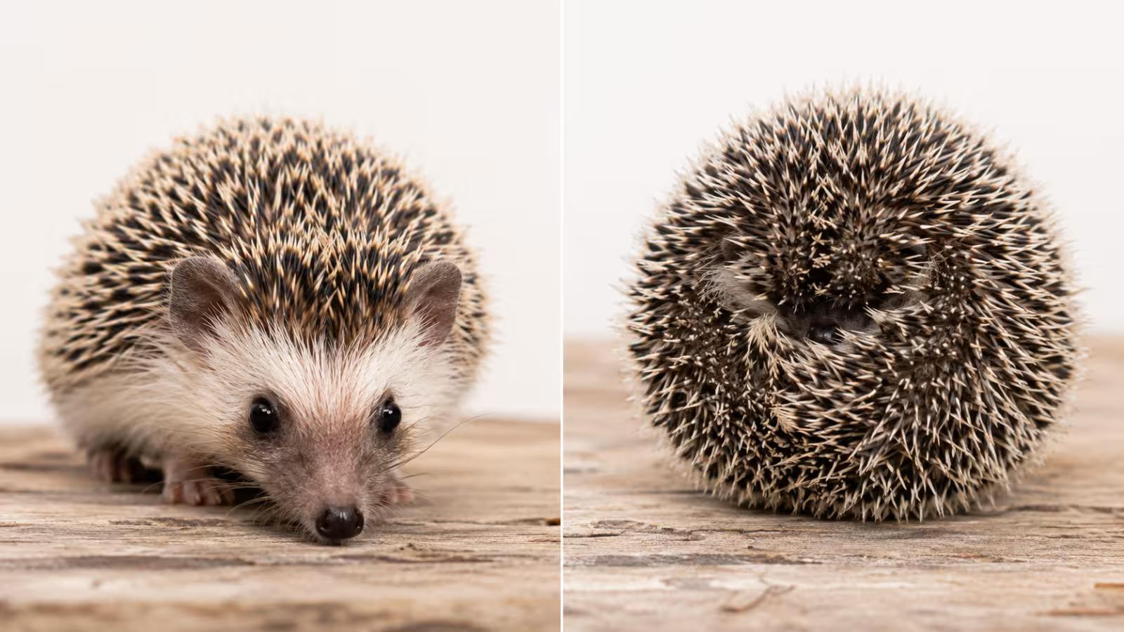 African pygmy hedgehog making natural sounds while exploring its enclosure