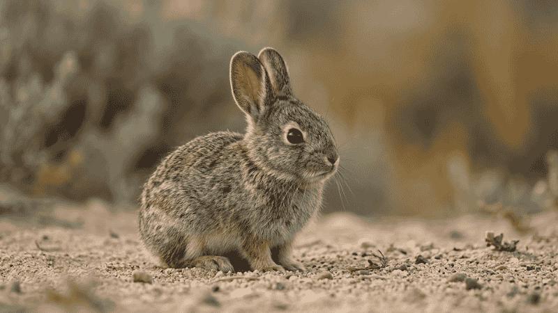 Pygmy rabbit