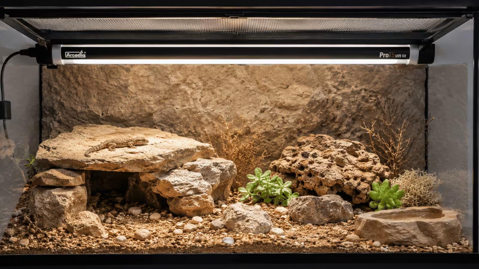 Reptile tank with UVB fluorescent tube light mounted inside showing correct placement for crocodile gecko lighting