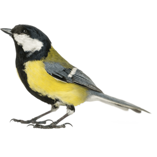 Birds category