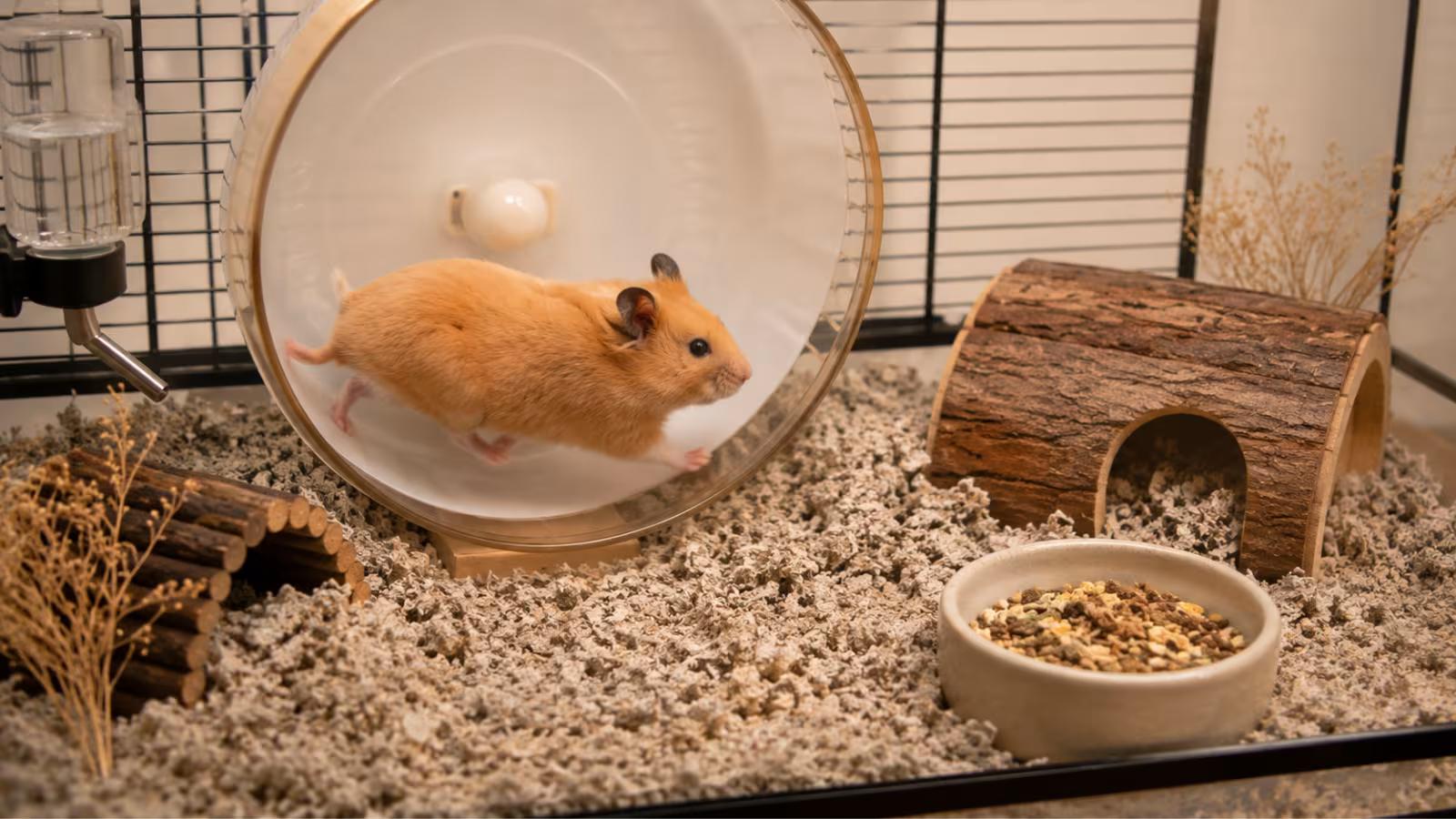Syrian hamster habitat