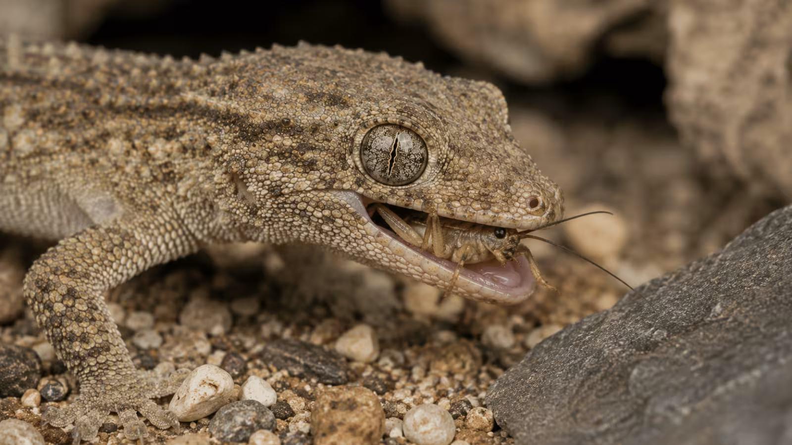 Crocodile gecko eating a cricket - close-up feeding shot showing the gecko actively hunting live prey
