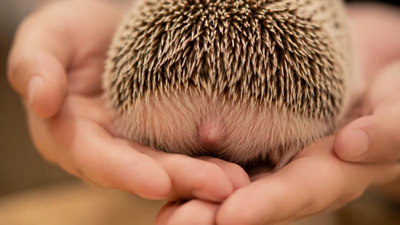 Healthy hedgehog resting with rear area and hidden tail visible