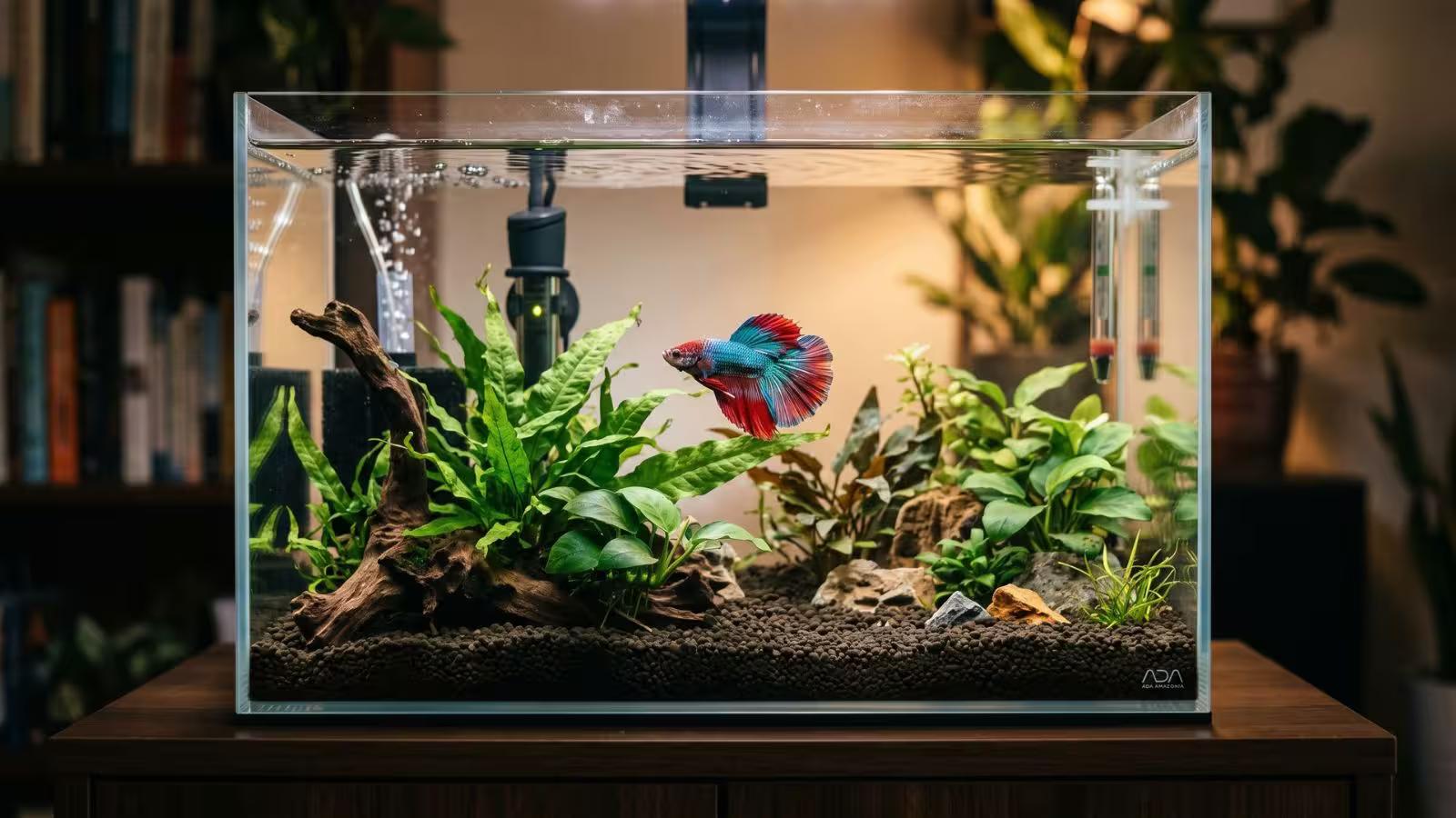 Ideal Betta Fish Tank Setup for Vibrant Color