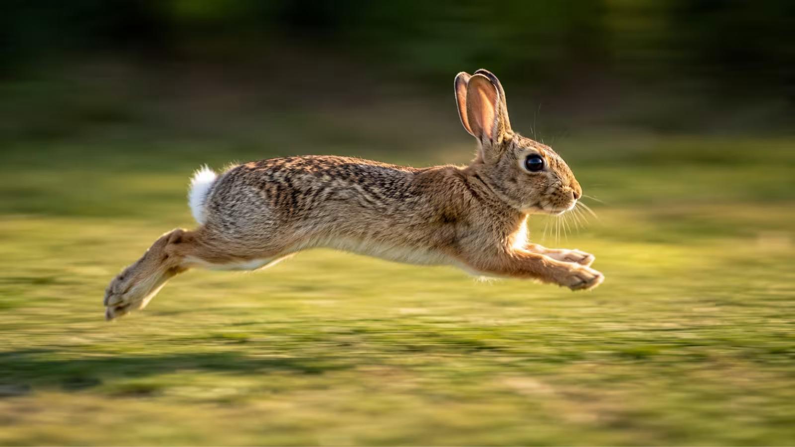 Wild hare running at speed
