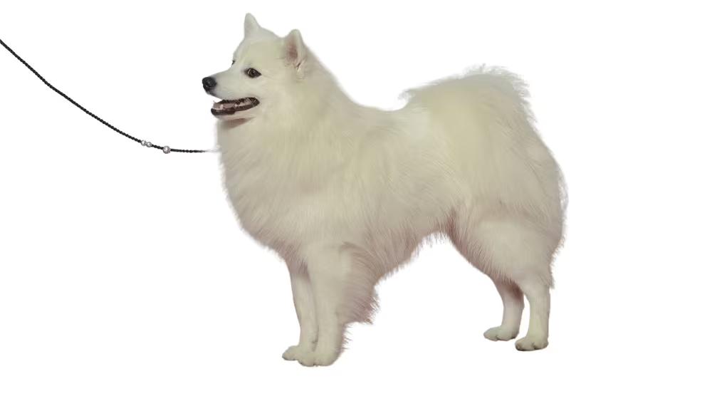 Japanese Spitz with pure white fluffy coat and sharp fox-like facial features