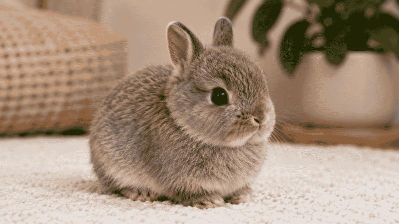 Netherland Dwarf rabbit with tiny ears and round face