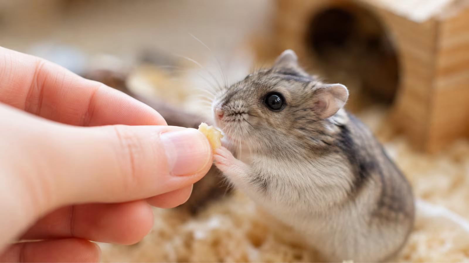 Hand feeding a tiny piece of banana to a hamster
