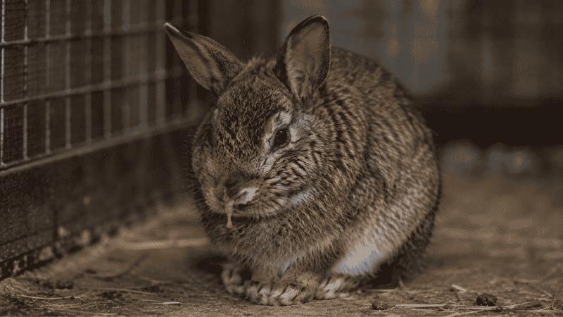Rabbit with runny nose and watery eyes sitting hunched