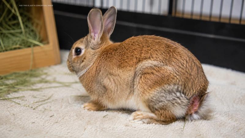 Why Do Rabbits Lose Their Tails