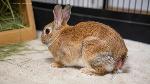 Why Do Rabbits Lose Their Tails: Causes, Injuries, and When to Worry