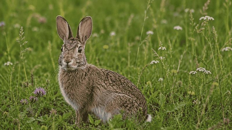 Wild Bunny Rabbits as Pets: Why Wildlife Experts Say No
