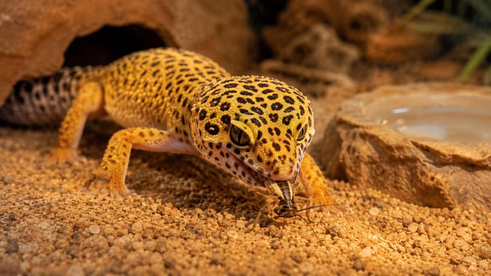 Healthy leopard gecko resting inside a terrarium