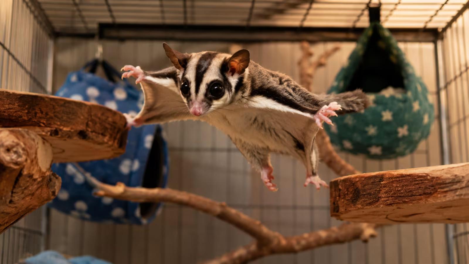 How Long Can a Sugar Glider Live? Complete Lifespan Guide (2026)