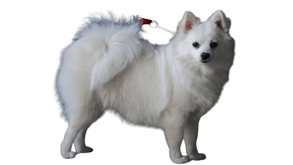 White Volpino Italiano dog with fox-like pointed face and fluffy coat
