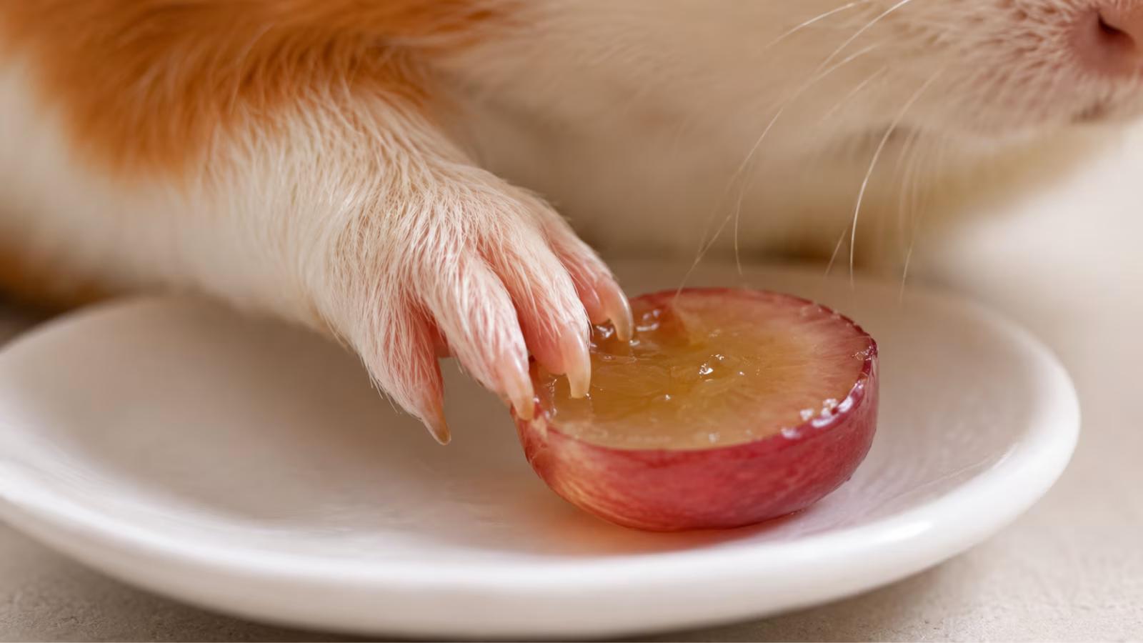 Can Guinea Pigs Eat Grapes? Safe Amounts, Risks & Feeding Tips