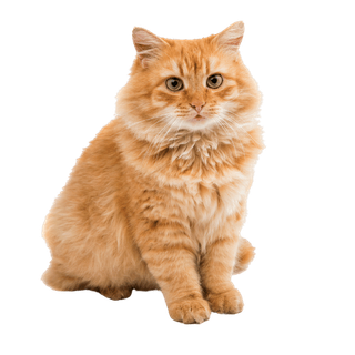Cats category