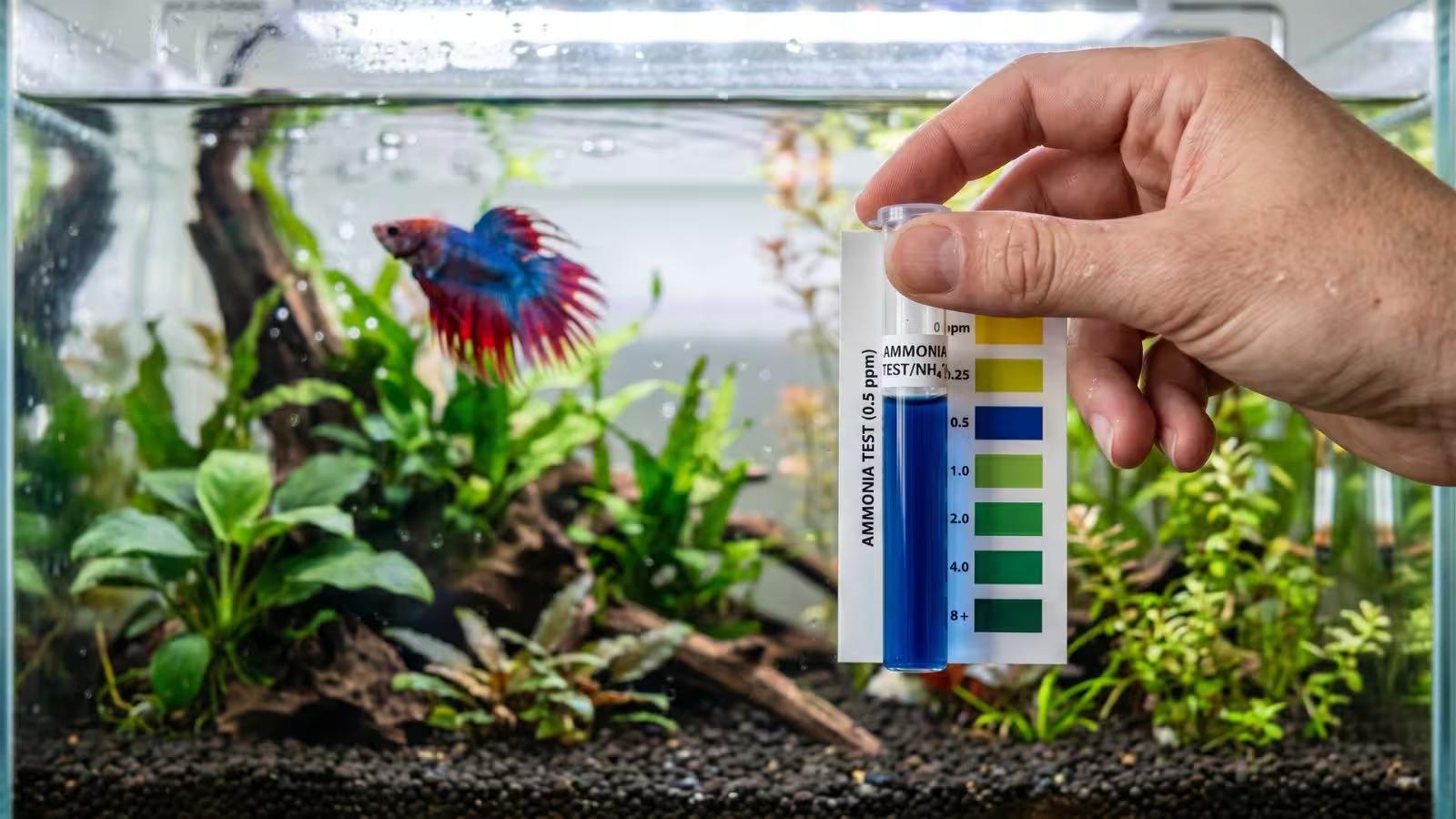 Testing Aquarium Water Quality for Betta Health