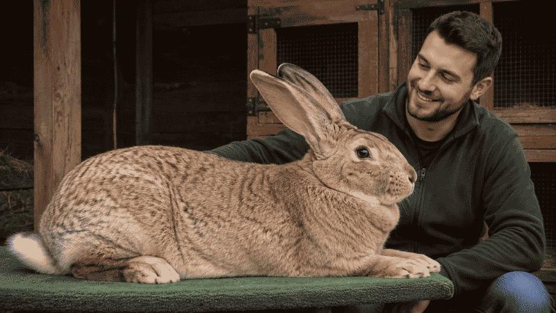 Flemish Giant Rabbit: The Gentle Giant of Domestic Rabbits