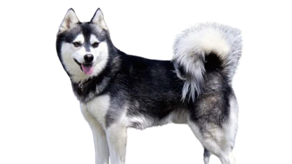 Alaskan Klee Kai with striking masked face and upright ears resembling a miniature fox-like Husky