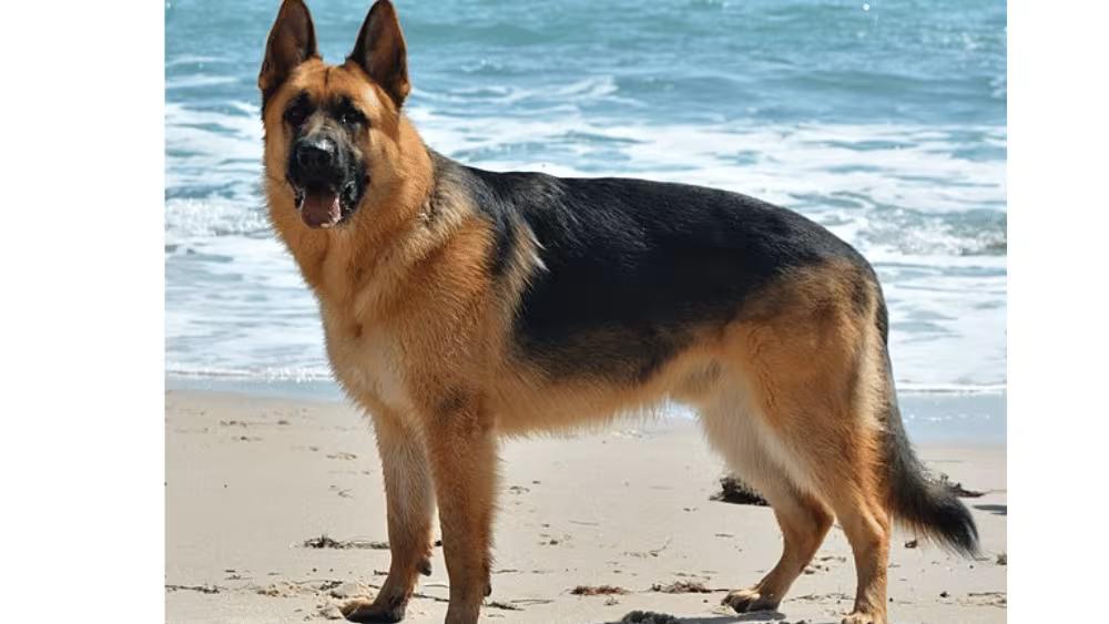 German Shepherd