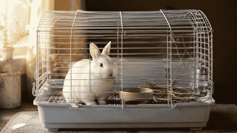 Rabbit in Cages: What Your Pet Needs to Thrive (Not Just Survive)