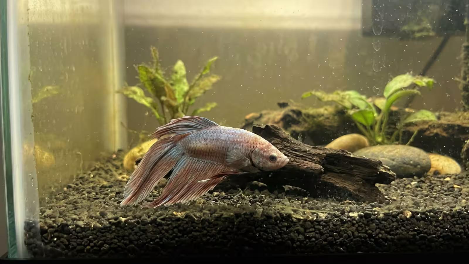 Stressed Betta Fish Showing Color Loss